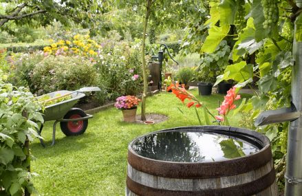 Récolter la pluie : comment une citerne peut transformer votre jardin