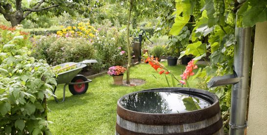 Récolter la pluie : comment une citerne peut transformer votre jardin